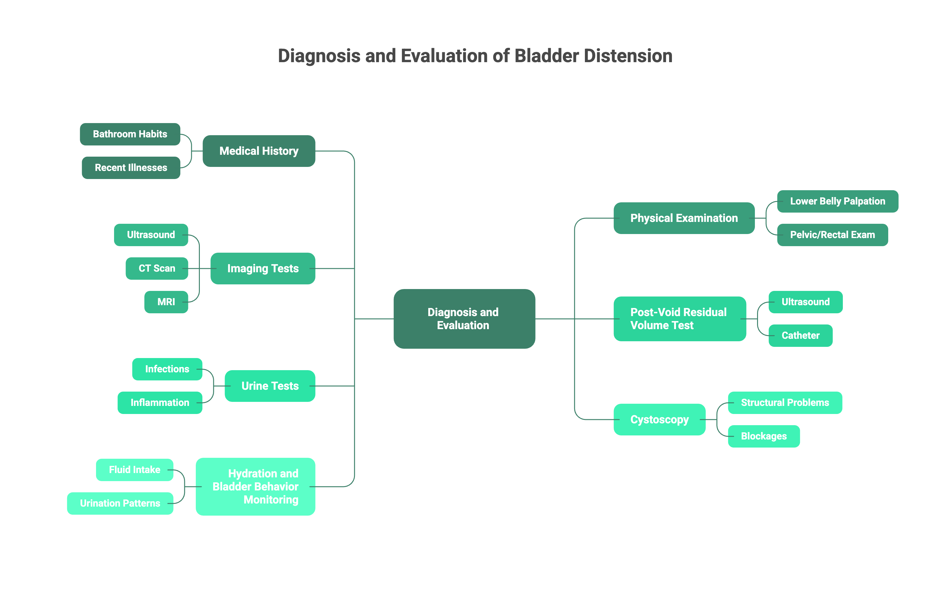 urinary bladder 