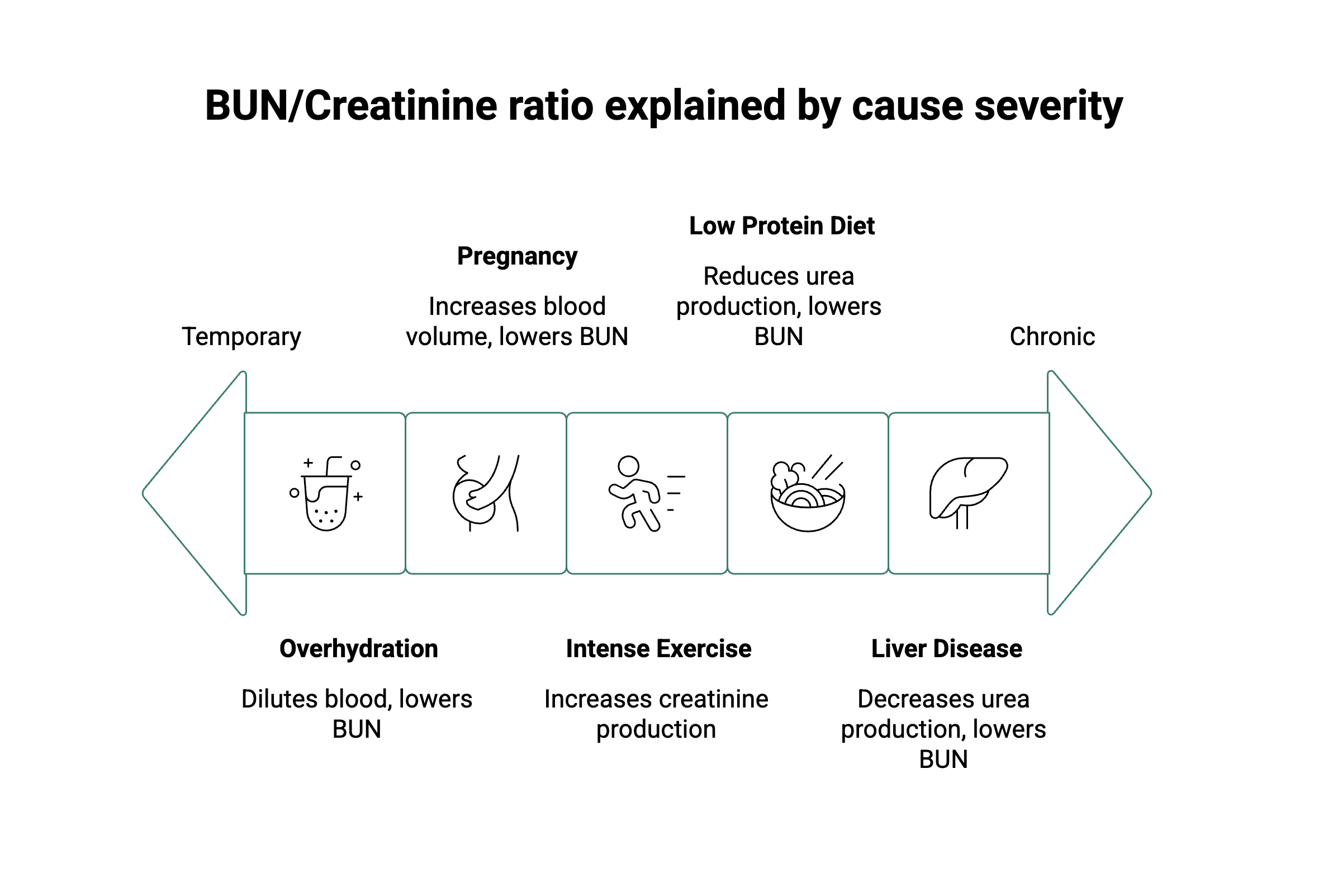 Low BUN/Creatinine Ratio